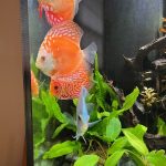 Marlboro Red Panda Discus photo review