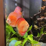 Neon Sapphire Discus photo review