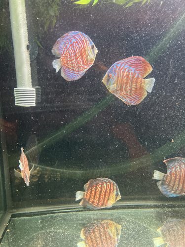 German Red Turquoise Discus, Red Base photo review