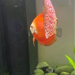 Fuji Red Discus photo review