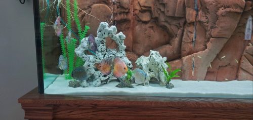 Golden Pigeon Leopard Discus, White Base photo review