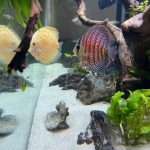 Golden Pearl Pigeon Snakeskin Discus photo review