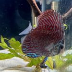 Mosaic Turquoise Discus, Wide Pattern photo review