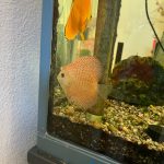 Super Eruption Discus, Blue Base photo review