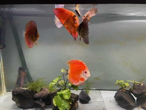 Marlboro Red Panda Discus photo review