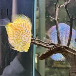 Golden Pearl Pigeon Snakeskin Discus photo review