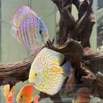 Golden Pearl Pigeon Snakeskin Discus photo review