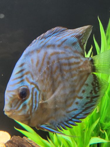 Penang Blue Knight Discus photo review