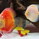 Marlboro Red Panda Discus photo review