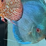 Classic Deep Blue Diamond Discus photo review