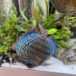 Blue Tiger Turquoise Discus photo review