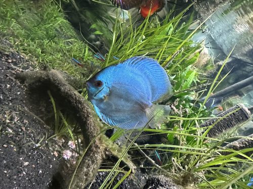 Classic Deep Blue Diamond Discus photo review