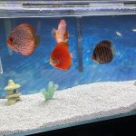 Fuji Red Discus photo review