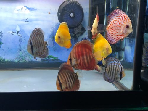 Royal Heckel Cross Discus photo review