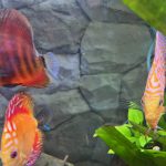 Assorted Premium Discus 10-Pack photo review