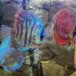 Assorted Premium Discus 10-Pack photo review