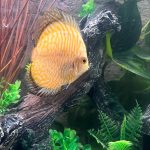 Assorted Premium Discus 10-Pack photo review