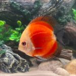 Assorted Premium Discus 10-Pack photo review