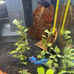 German Electric Blue "Bubble" Ram Cichlid photo review