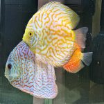 Golden Pearl Pigeon Snakeskin Discus photo review