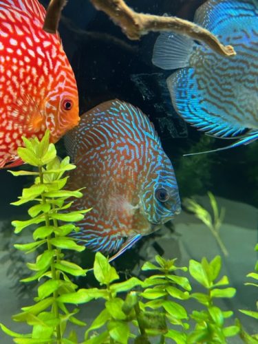 German Red Turquoise Discus, Red Base photo review