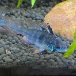 Jet Black German Ram Cichlid photo review