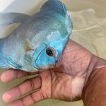 Classic Deep Blue Diamond Discus photo review