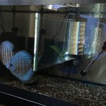 German Red Turquoise Discus, Proven Breeding Pair photo review