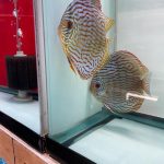 German Red Turquoise Discus, Proven Breeding Pair photo review