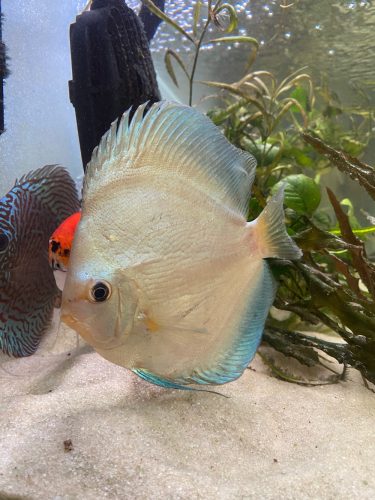 Classic Deep Blue Diamond Discus photo review