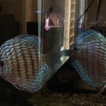 German Red Turquoise Discus, Proven Breeding Pair photo review