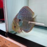 German Red Turquoise Discus, Proven Breeding Pair photo review