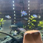 Blue Veiltail Ram 3 pack photo review