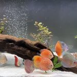 Golden Leopard Discus, Red Base photo review