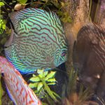 Blue Tiger Turquoise Discus photo review