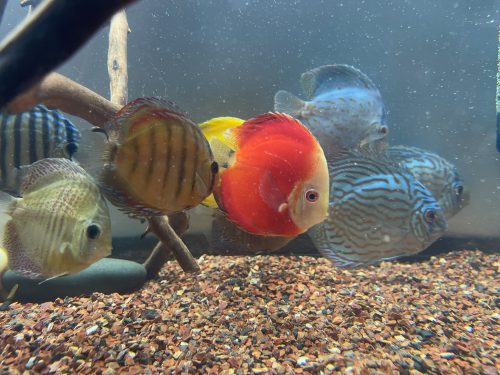 German Red Turquoise Discus, Blue Base photo review