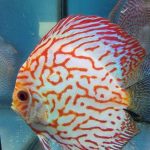 Classic Pigeon Blood Discus photo review