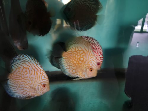 Yellow Pigeon Blood Discus photo review