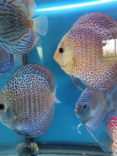 Super Eruption Discus, Blue Base photo review