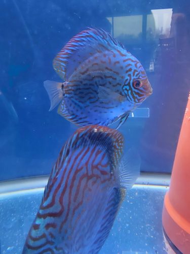 Penang Blue Knight Discus photo review