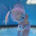 High Bodied Blue Tiger Turquoise Discus photo review