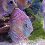 German Red Turquoise Discus, Red Base photo review