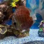 German Red Turquoise Discus, Red Base photo review