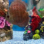 German Red Turquoise Discus, Red Base photo review