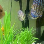 Blue Tiger Carnation Turquoise Discus photo review