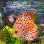 Red Eagle Discus, Wide Pattern photo review