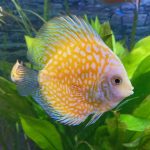 Golden Pearl Pigeon Snakeskin Discus photo review