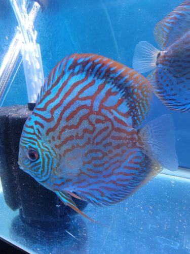 German Red Turquoise Discus, Blue Base photo review