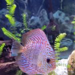 German Red Turquoise Discus, Red Base photo review