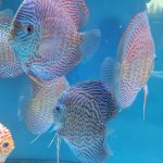 High Bodied Blue Tiger Turquoise Discus photo review